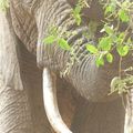 Eléphants 2 - Afrique de l'Est