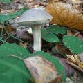 Un champignon inféodé aux boulaies marécageuses