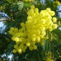 Le Mimosa, la fleur préférée de Maman