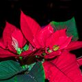 LE POINSETTIA