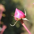 68- Rose d' hiver !