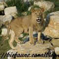 Une étude génétique bouleverse la taxonomie du lion d’Afrique