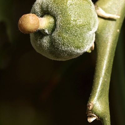 Fruit