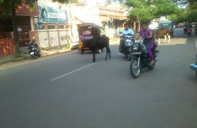 Dans les rues... Sacrées vaches !