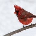 Oiseaux de février