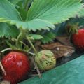 Fraises, framboises, cerises