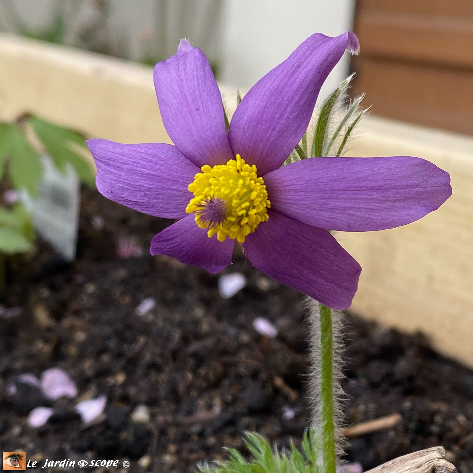 Anémone pulsatille • Pulsatilla vulgaris