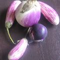 Aubergine