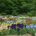 Les Iris du Grand Barbu