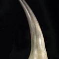 A large rhinohorn