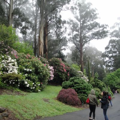 Dandenong Ranges : National Rhodondentron Gardens