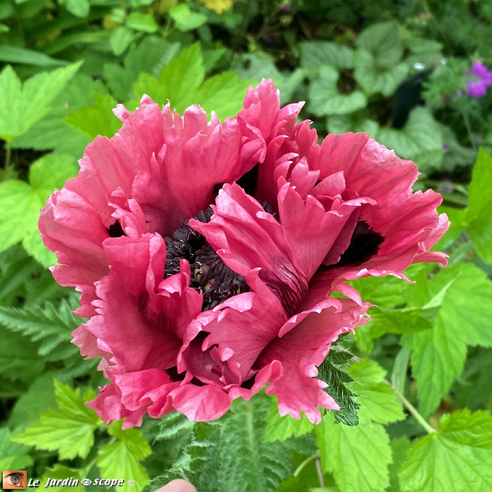 Pavot d'Orient Patty's Plum