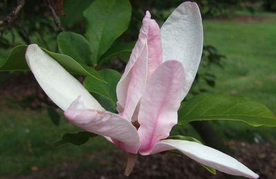 Magnolia 'Jane'