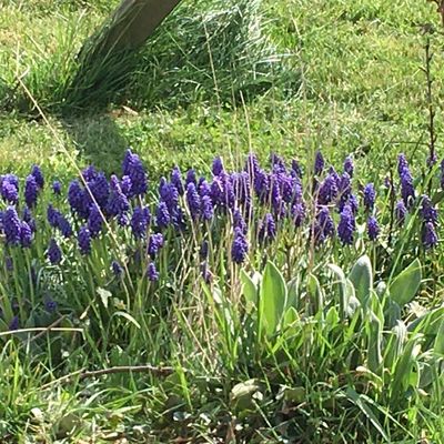 Nos fleurs de printemps au jardin