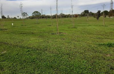 PLANTER DES ARBRES SANS EN AVOIR LES COMPETENCES ......OUI....MAIS .