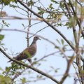 Tourterelle des bois : tête gris pâle, le cou