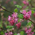 RIBES sanguineum