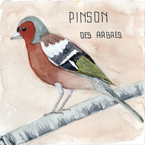 Pinson des arbres 