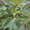 Les figues du jardin