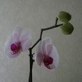 Un très belle Orchidée