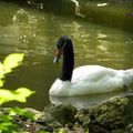 faune du parc de La Rochelle