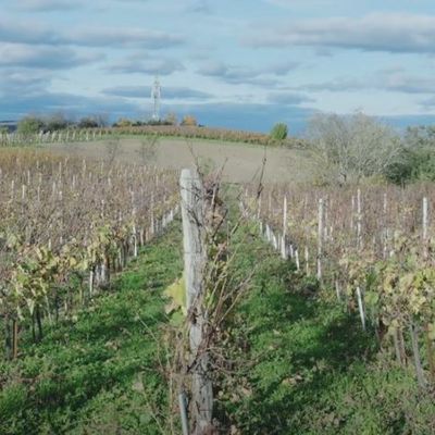 Visite au domaine Marie et Vincent Tricot à Orcet