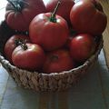 Mes belles Tomates du Jardin