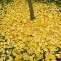 Après les gelées, le Ginkgo a perdu ses feuilles