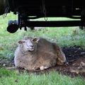 Animaux au Puy du Fou.