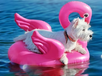  Le fléau des vacances !!!....Encore! et encore .....alors!!ce post devient répétitif pfff!