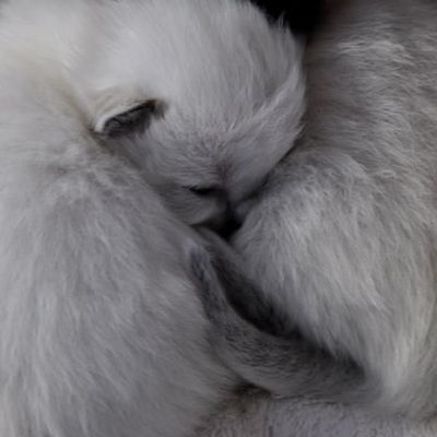 Des news de la tribu à moustaches