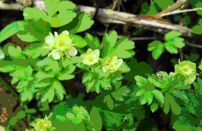 Compte-rendu : Adoxa moschatellina