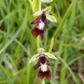 Ophrys mouche (Beuzevillette 76)