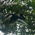 Indri Indri, le plus grand lémurien de Madagascar