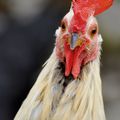 Coq