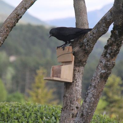 Sur un arbre perché .... 