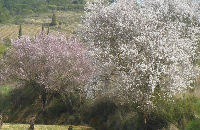 Un petit air de printemps avec les amandiers en fleurs