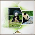 Pairi Daiza 2014 - les pandas géants