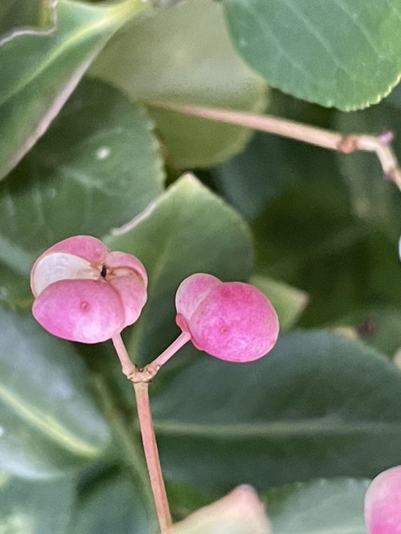 Mardi 04 novembre 2025: mes photos datent d'hier, les oiseaux avant la tonte , Dernière tonte , les fleurs bravent novembre, pause et silence contemplatif , les nuages pardessus le toit de ma cabane de jardin , mon diapo s'en suit ...