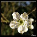 Fleur de prunier