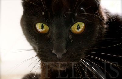 [GRIF' En Peine] Ton souvenir nous habite, Goya...