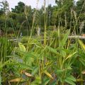 Une plante appelée "Canna d'eau" par nos amis anglais