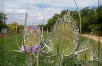  La photo du Samedi (145) :Chardons