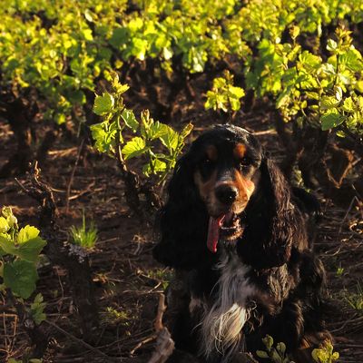 Promenade d'un cocker