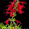 Scarlet Rooster Sage / Salvia dichlamys