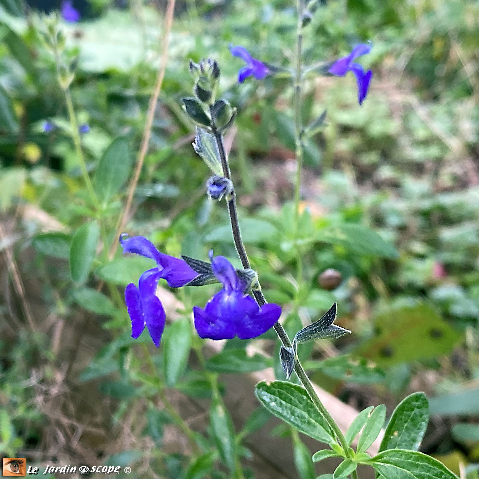 Salvia bleue