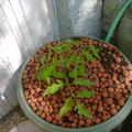 Plantation des tomates en pots ( devant la maison