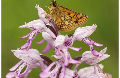 L'Echiquier du brome : Carterocephalus palaemon