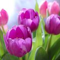 Les tulipes sont des fleurs comme les autres,