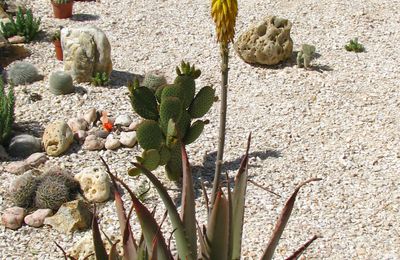 Aloe vera